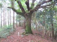 朝来山の写真です。