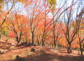 紅葉（角牟礼城跡）の写真です。